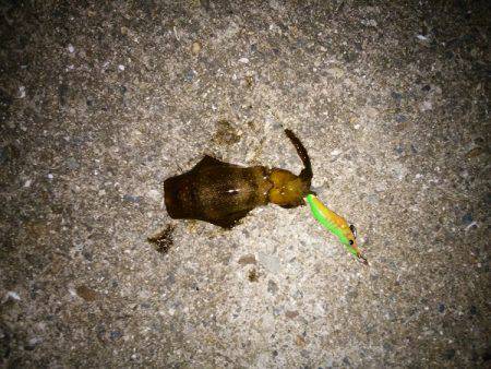 大蔵海岸でエギング