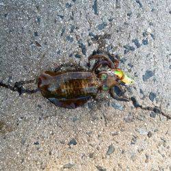 大蔵海岸でエギング