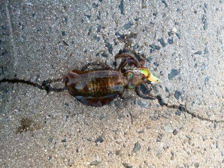 大蔵海岸でエギング