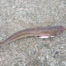 いろいろ釣れる！