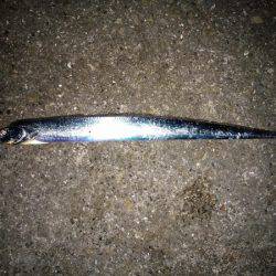 大蔵海岸でタチウオの引き釣り