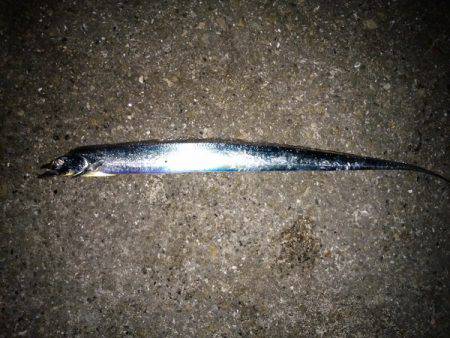 大蔵海岸でタチウオの引き釣り