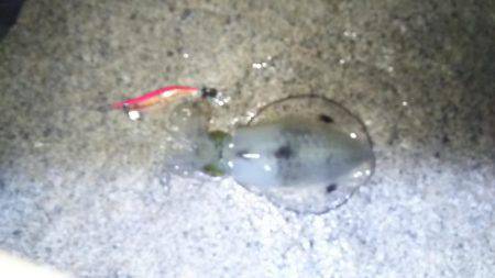 アオリイカトンカツサイズ