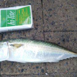 シーサイドコスモ でかサバ