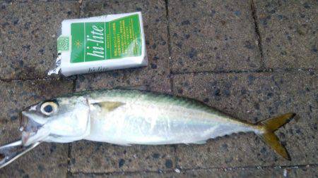 シーサイドコスモ でかサバ