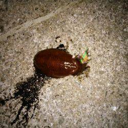 大蔵海岸でアオリイカ&サヨリ