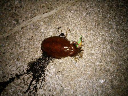 大蔵海岸でアオリイカ&サヨリ