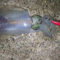 アオリイカ狙い