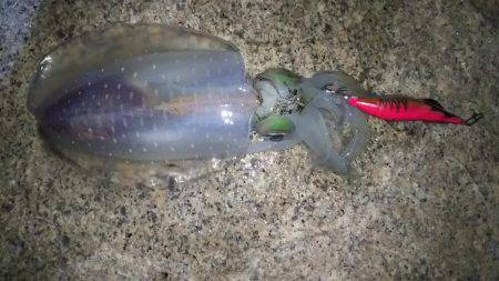 アオリイカ狙い