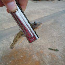 林崎漁港でハゼ釣り