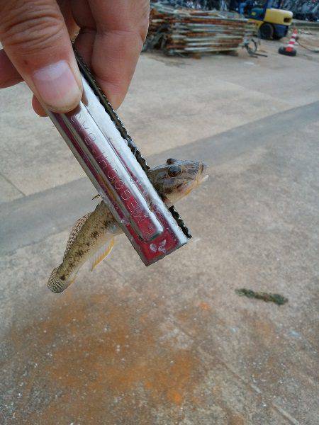 林崎漁港でハゼ釣り