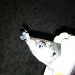 淡路島アオリ解禁日に撃沈(笑)