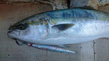 明石魚英でジギング