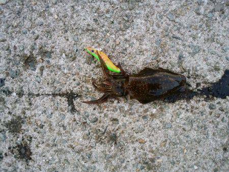 大蔵海岸でエギング