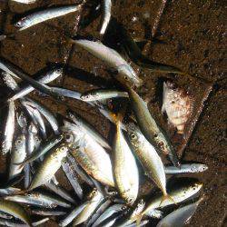 シーサイドコスモ アジ不調