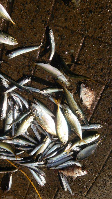 シーサイドコスモ アジ不調