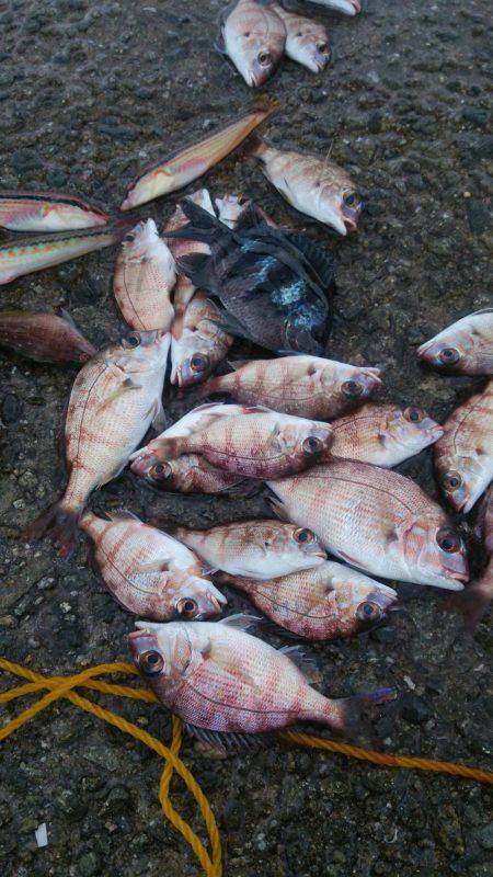 チャリコ多数 海タナゴ20cm超え