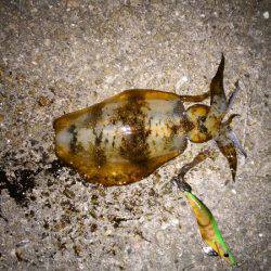 大蔵海岸でエギング