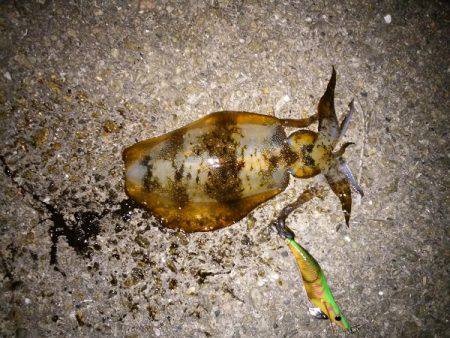 大蔵海岸でエギング