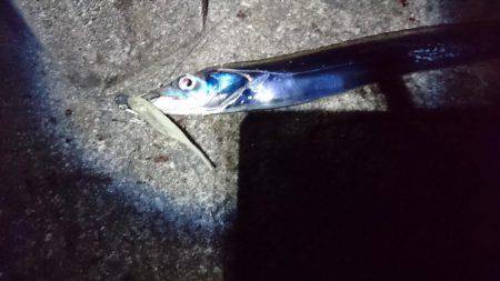 貸し切り太刀魚❕