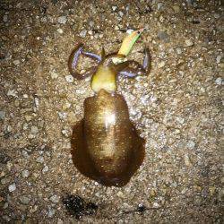 シーバス狙いのはずが・・・