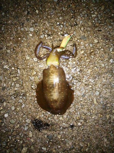 シーバス狙いのはずが・・・