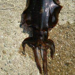 やっぱり人が少ないと釣れます❗