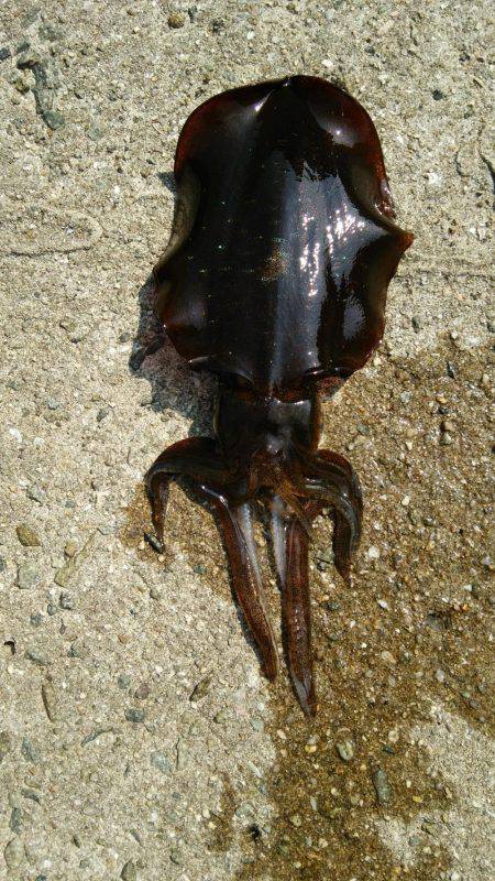 やっぱり人が少ないと釣れます❗