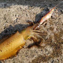 なかなかえぇサイズに