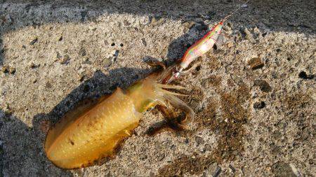 なかなかえぇサイズに