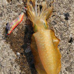 秋烏も賊いぃサイズに