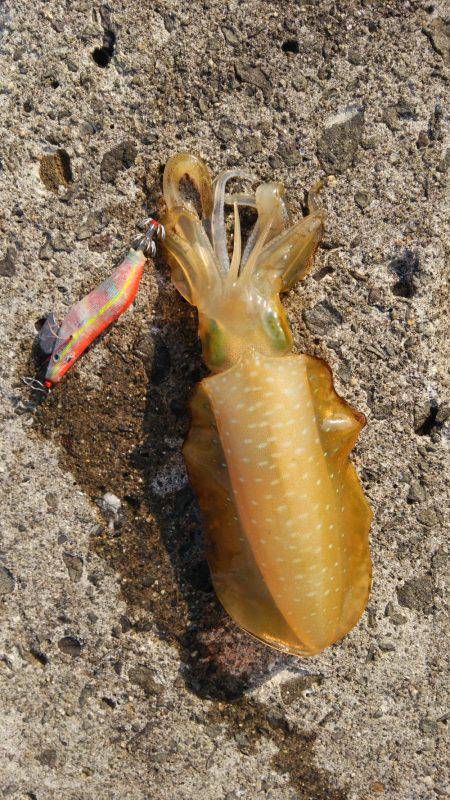 秋烏も賊いぃサイズに