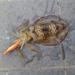 ポケモンGoの人々だらけ