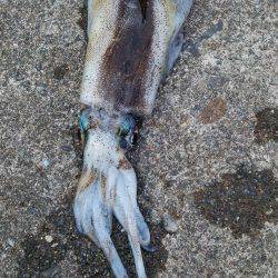 あまりの引きに無名の餌木竿が…