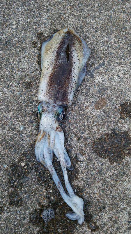 あまりの引きに無名の餌木竿が…