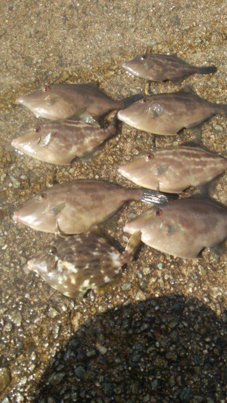 ハギング好調 ウマズラばっかり