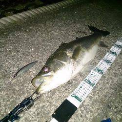 7年ぶりの港奥マイワシパターン