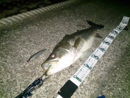 7年ぶりの港奥マイワシパターン