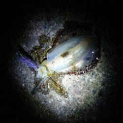 ちょっと渋かった(>_<)アオリイカ