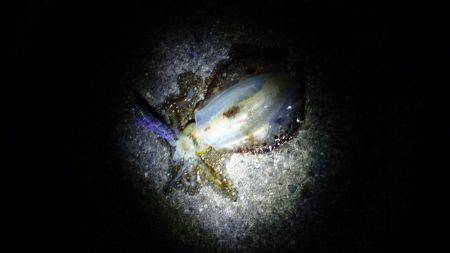 ちょっと渋かった(>_<)アオリイカ