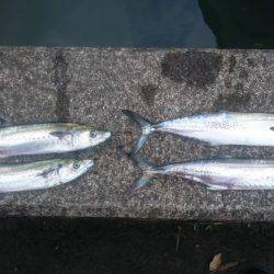 舞鶴湾内について