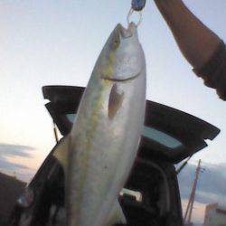 よく釣れてくれました