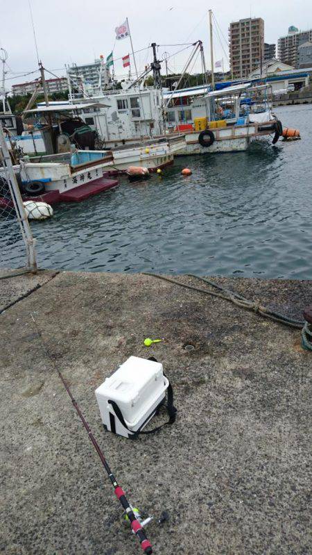 マイワシ入れ食い