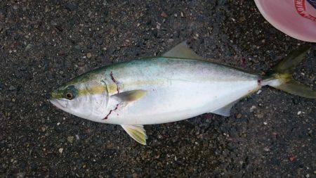 ギリハマ~ギリギリハマチ~