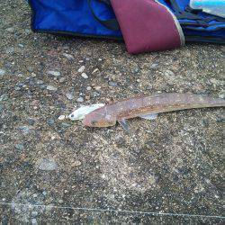 サゴシの変わりに…