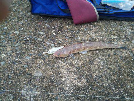 サゴシの変わりに…