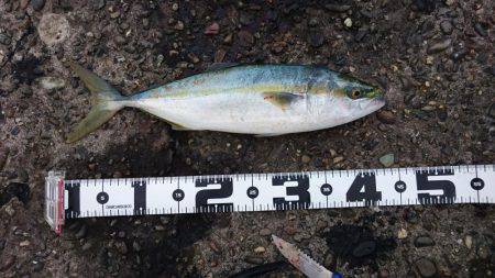 青物&アオリイカ