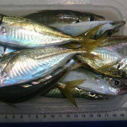 アジ釣り