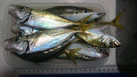 アジ釣り