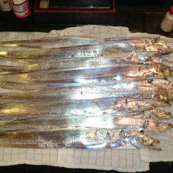 貝塚太刀魚狩り